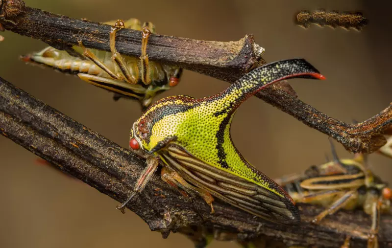 Эти забавные животные