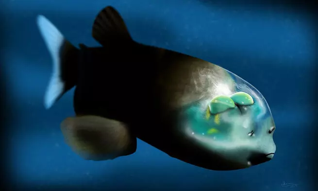 Эти забавные животные