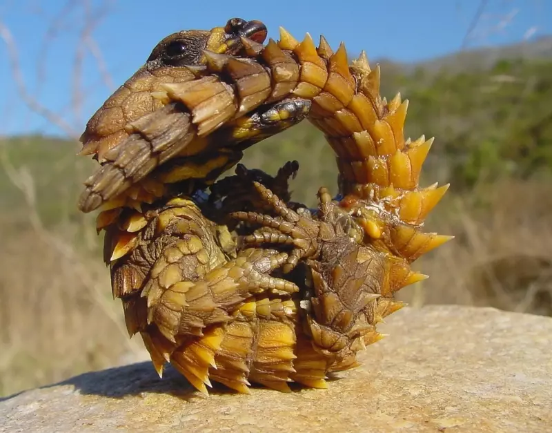 Эти забавные животные