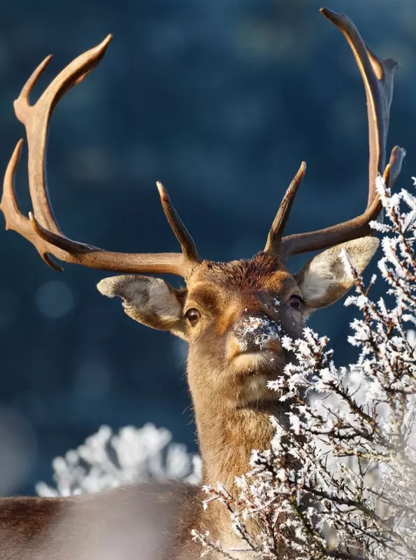 Эти забавные животные