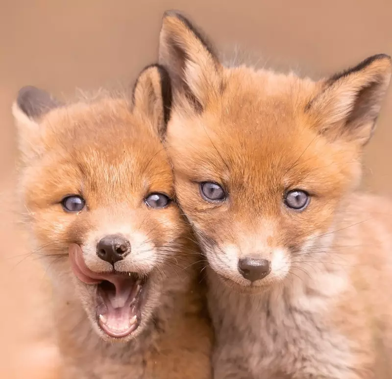 Эти забавные животные