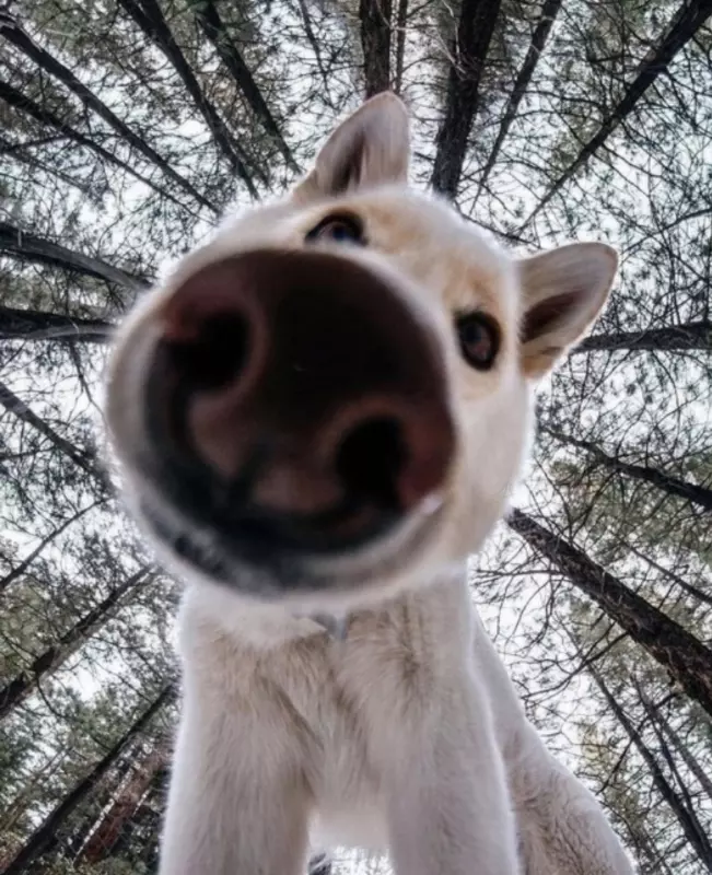 Эти забавные животные