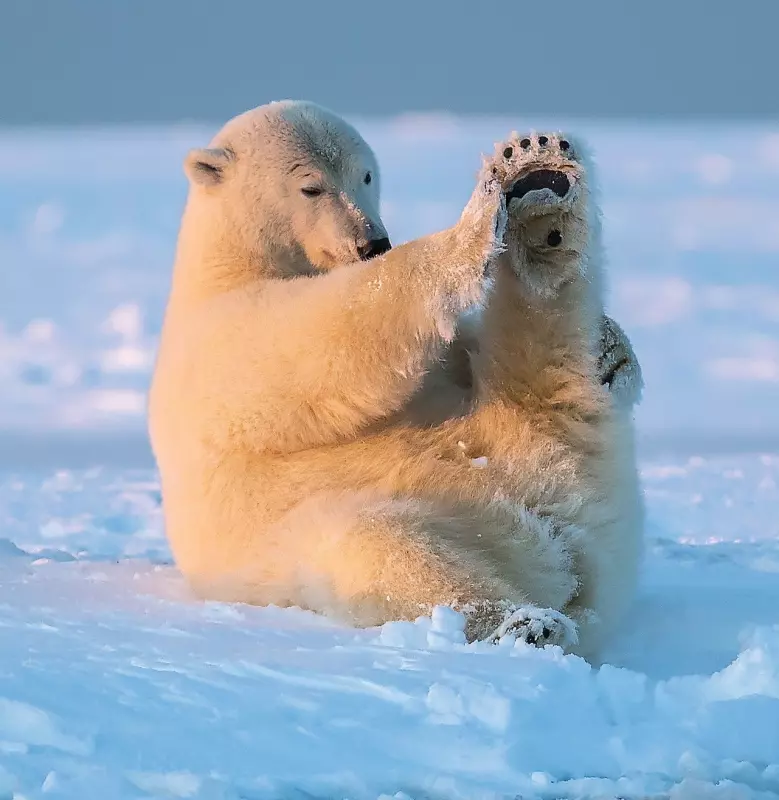 Эти забавные животные