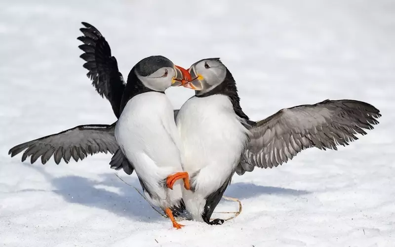 Эти забавные животные