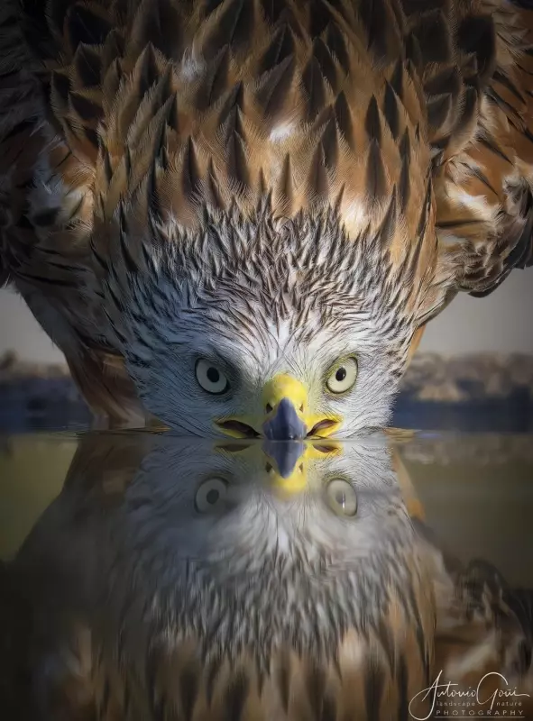 Эти забавные животные