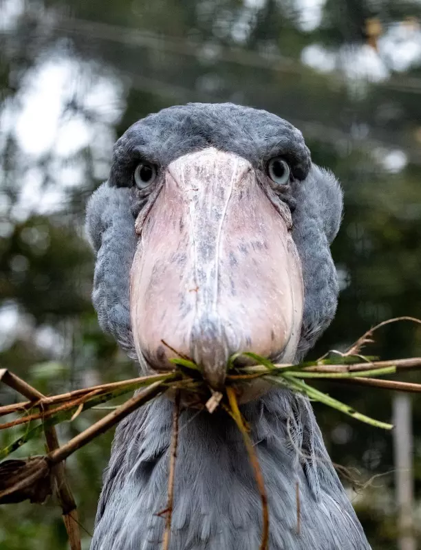 Эти забавные животные