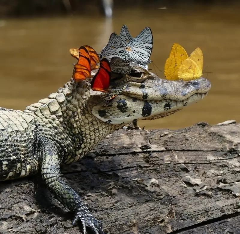 Эти забавные животные