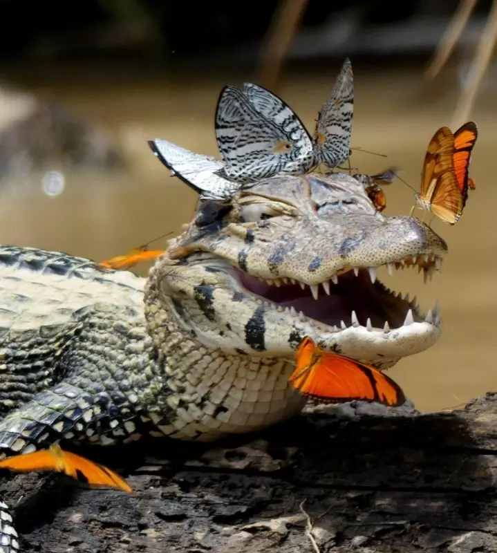 Эти забавные животные