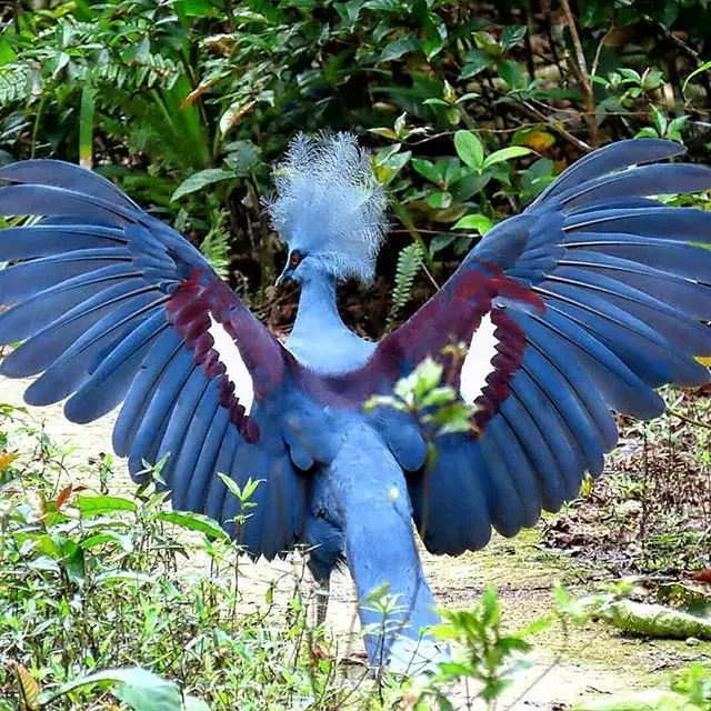 Эти забавные животные