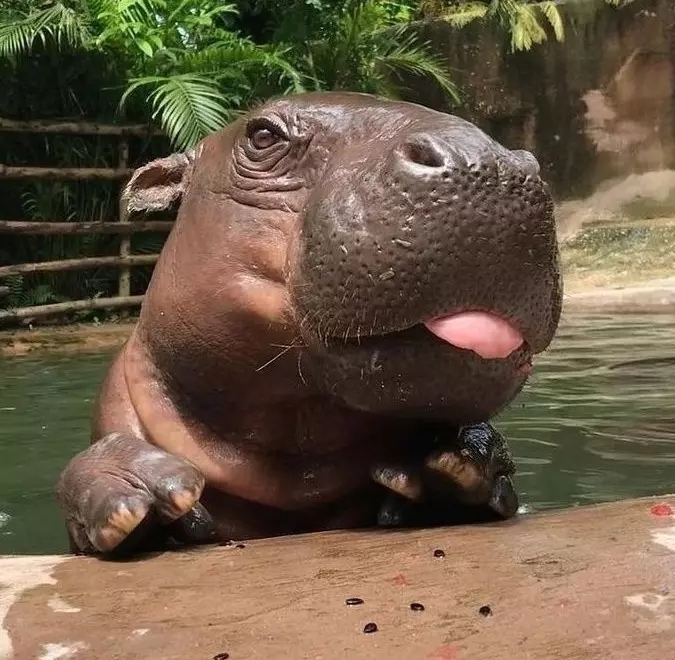 Эти забавные животные