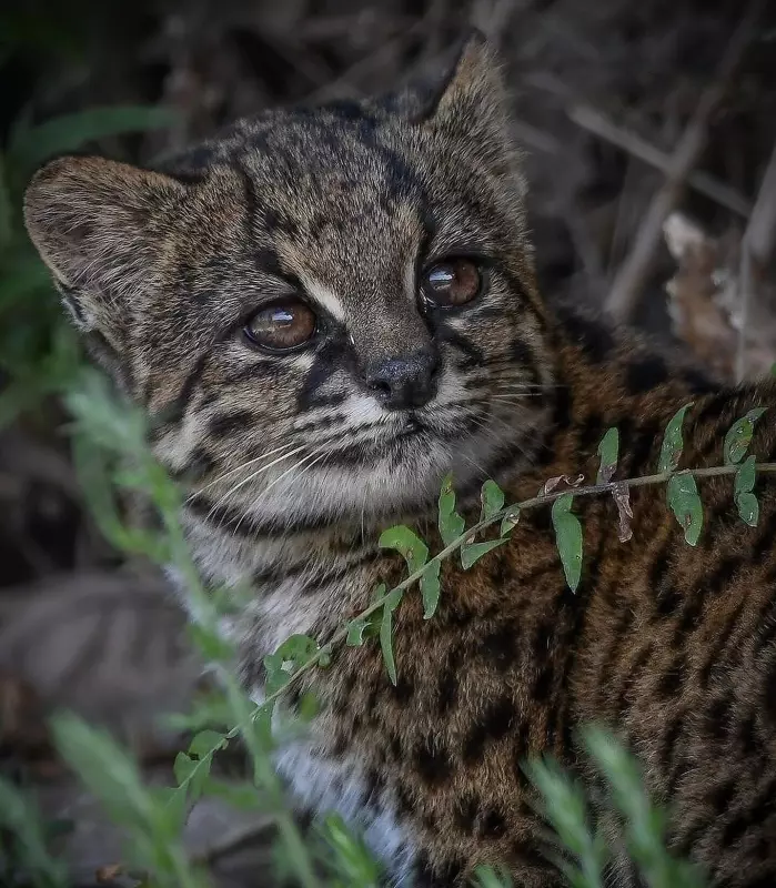 Эти забавные животные