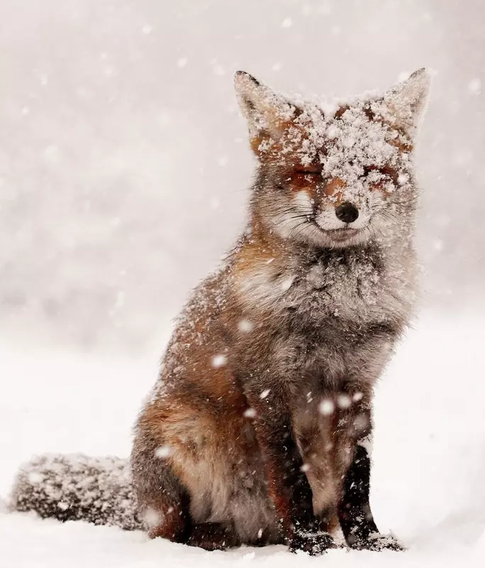 Эти забавные животные