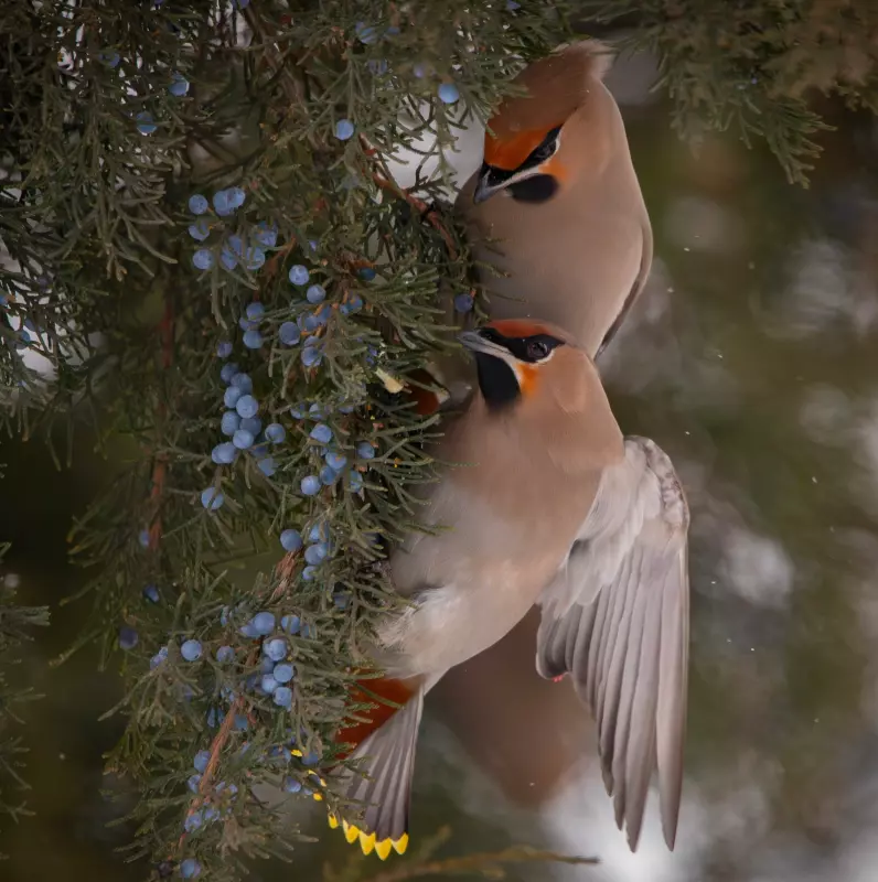 Эти забавные животные