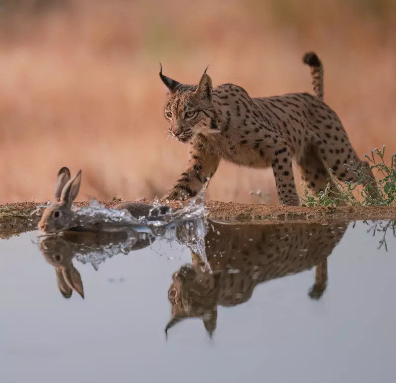 Эти забавные животные