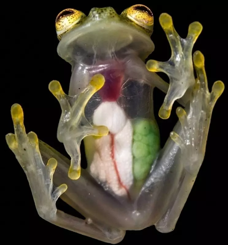 Эти забавные животные