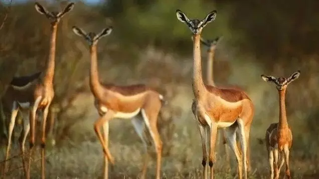 Эти забавные животные