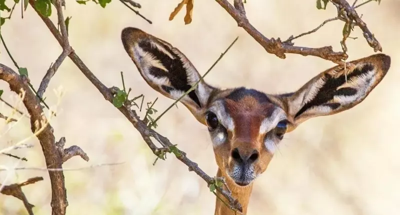 Эти забавные животные