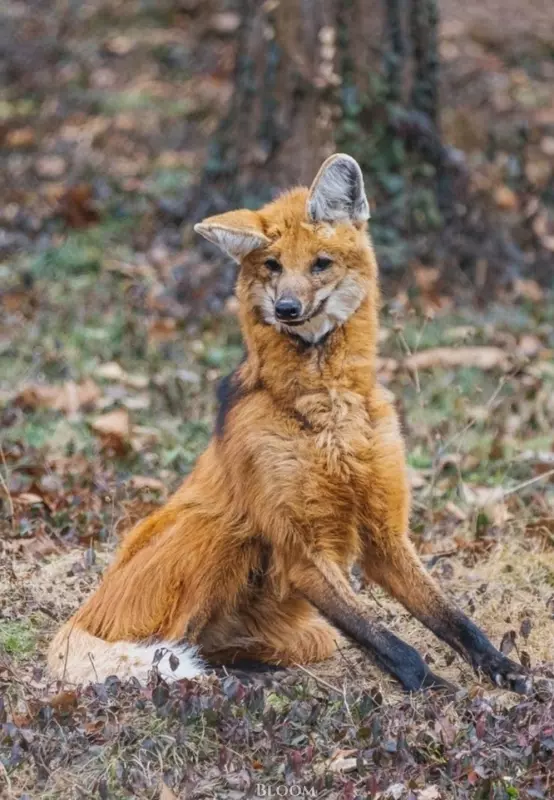 Эти забавные животные