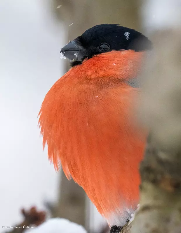 Эти забавные животные