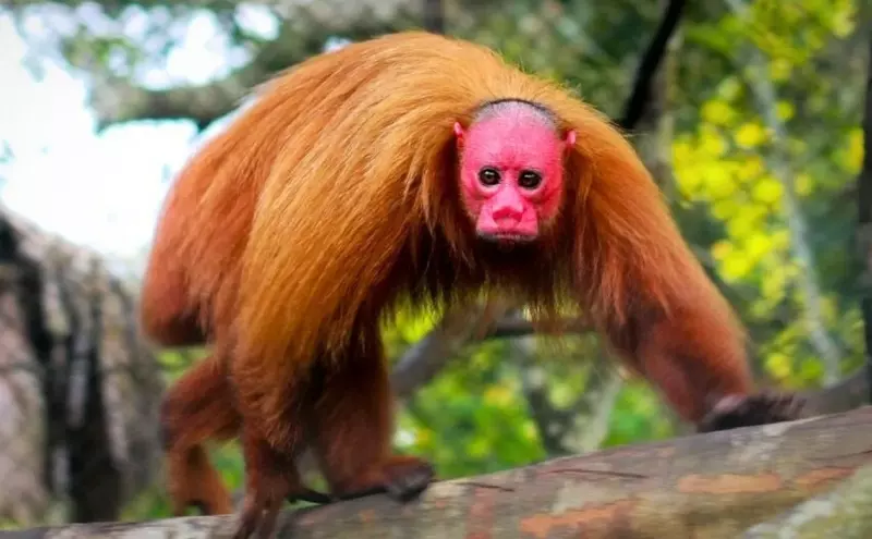 Эти забавные животные