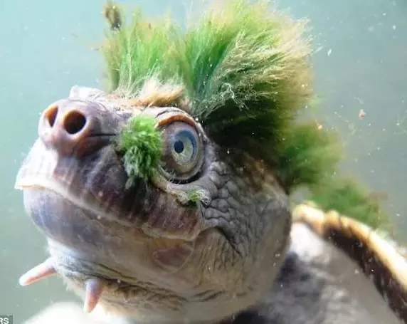 Эти забавные животные