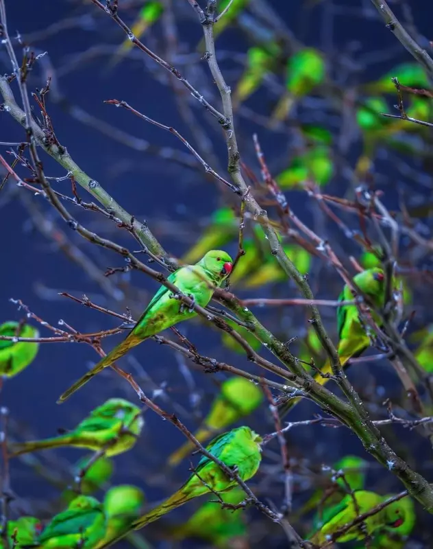 Эти забавные животные