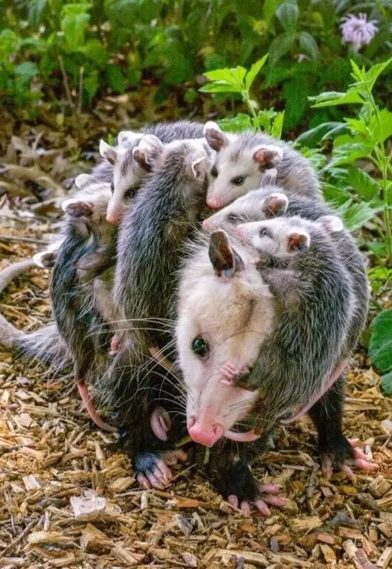 Эти забавные животные