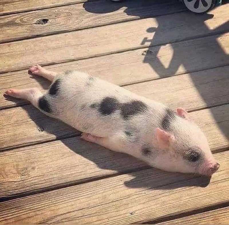 Эти забавные животные