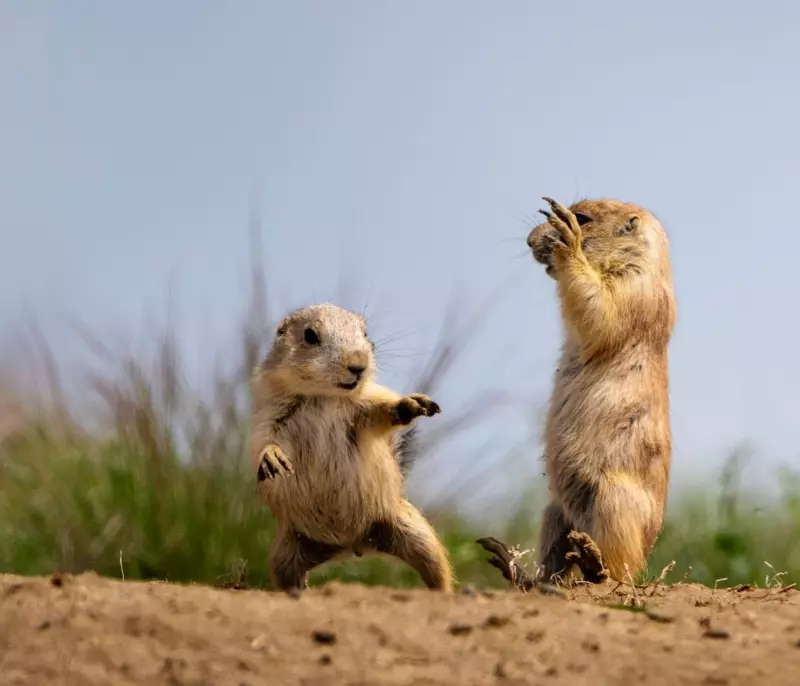 Эти забавные животные