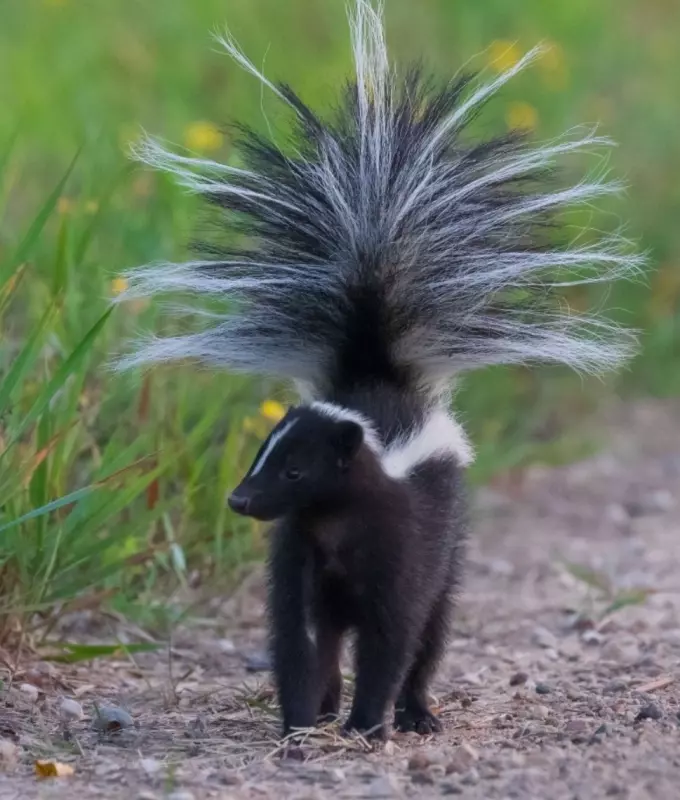 Эти забавные животные