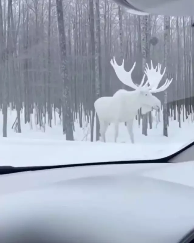 Эти забавные животные