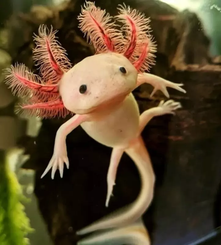 Эти забавные животные