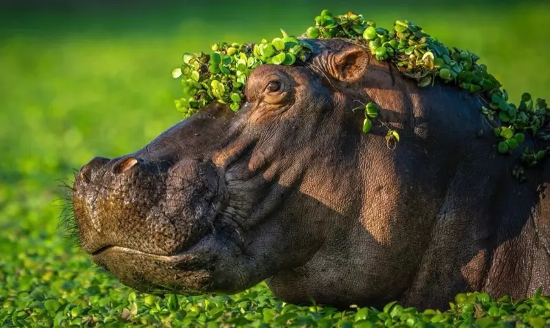 Эти забавные животные