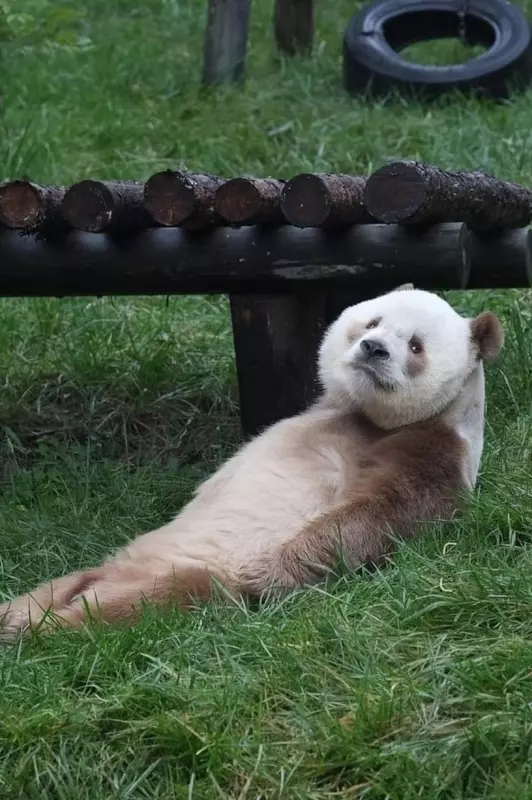 Эти забавные животные