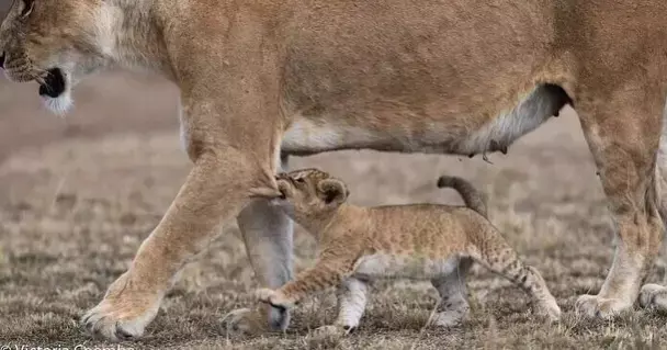 Эти забавные животные