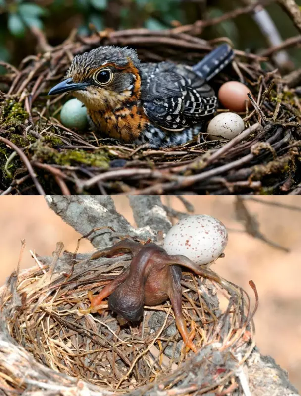 Эти забавные животные