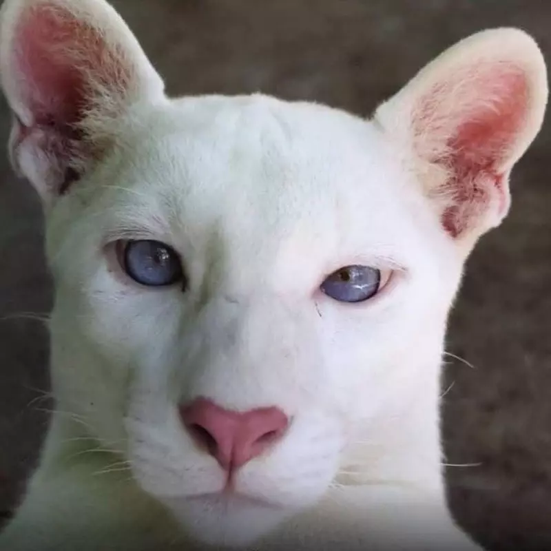 Эти забавные животные