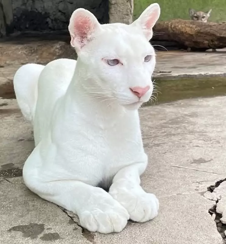 Эти забавные животные