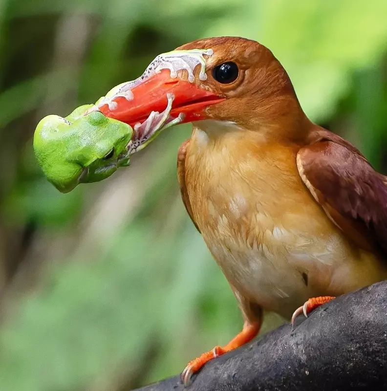 Эти забавные животные