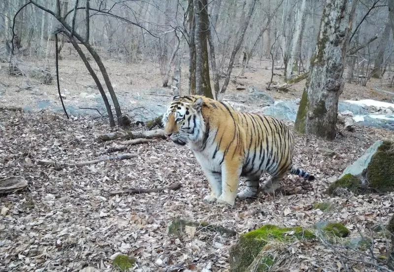 Эти забавные животные