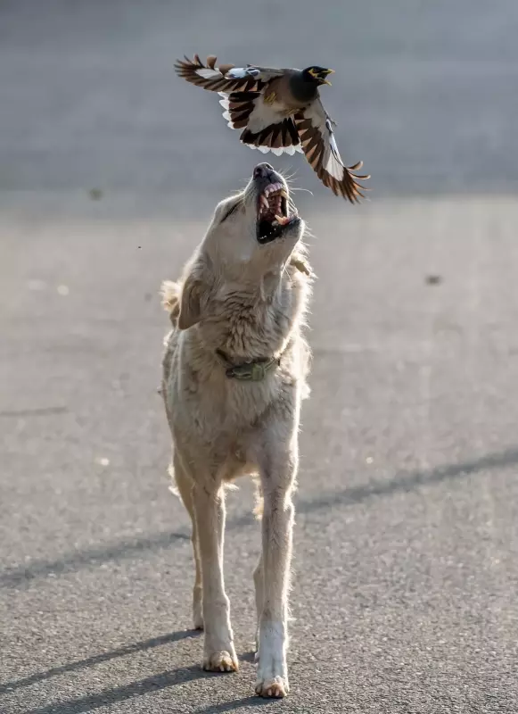 Эти забавные животные