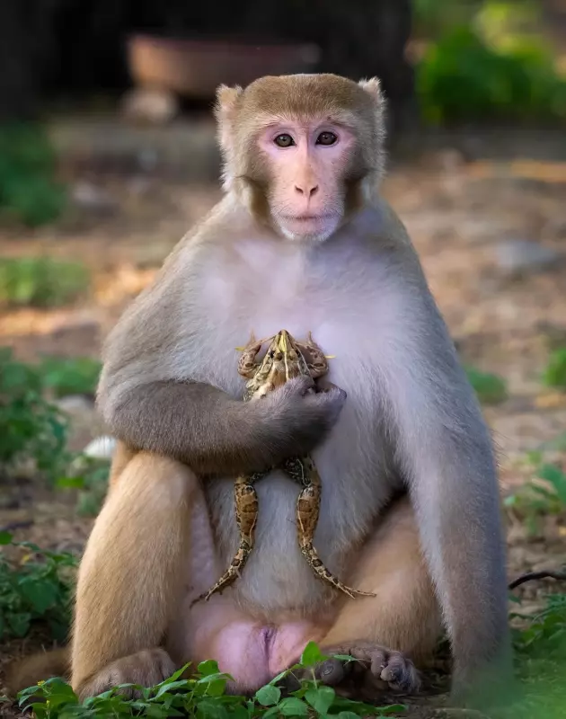 Эти забавные животные