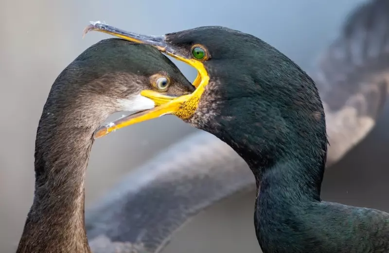 Эти забавные животные