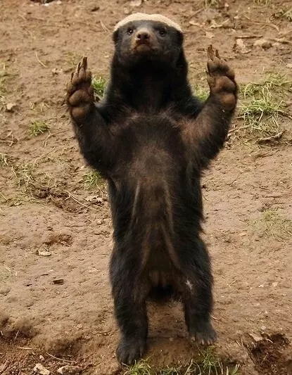 Эти забавные животные