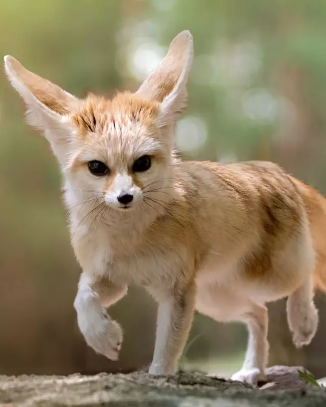 Эти забавные животные