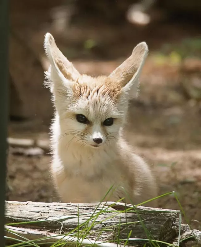 Эти забавные животные