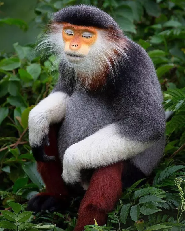 Эти забавные животные