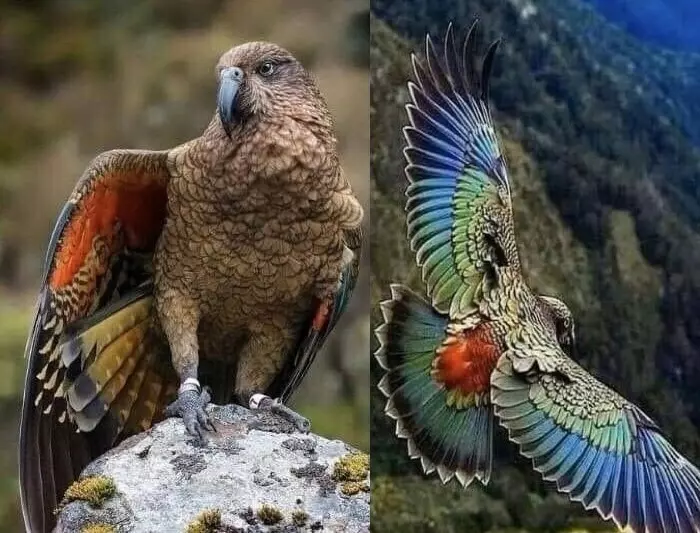 Эти забавные животные