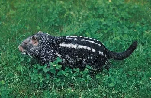 Эти забавные животные