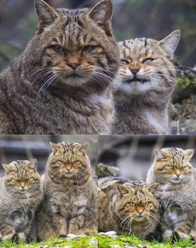 Эти забавные животные